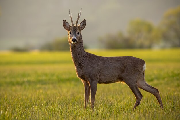 Corça, capreolus capreolus, buck em tempo de primavera ao pôr do sol.