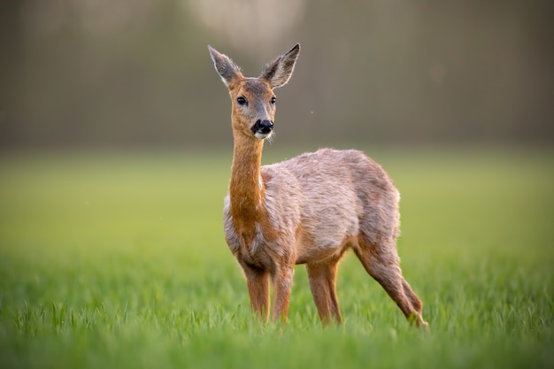 Corça, capreolus capreolus, corça fêmea na primavera em pé em um prado.