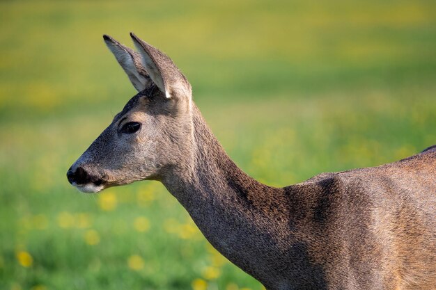 Corça capreolus capreolus corça selvagem na natureza