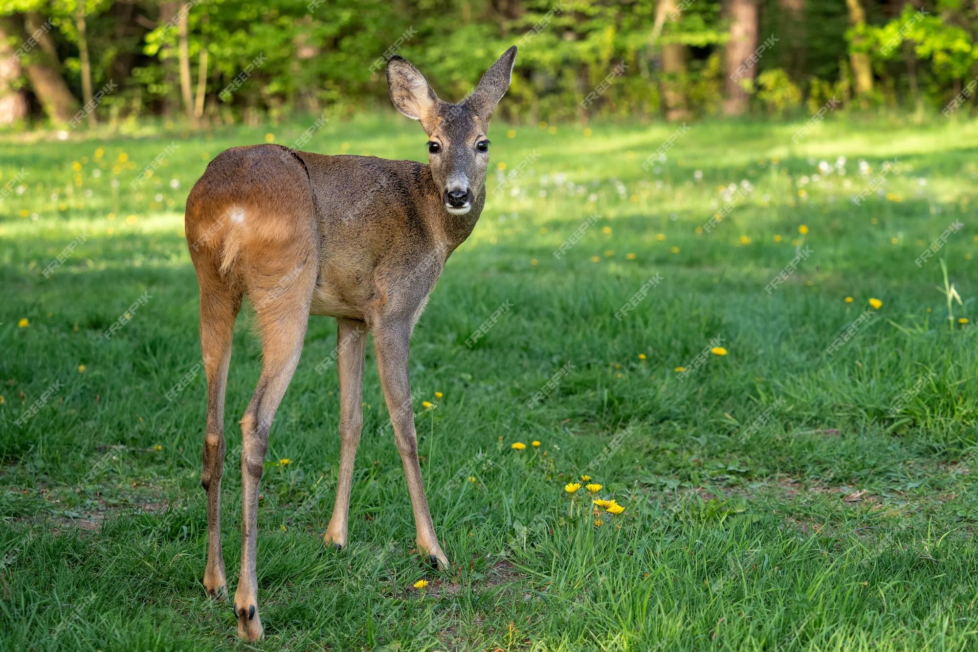 Corça capreolus capreolus corça selvagem na natureza