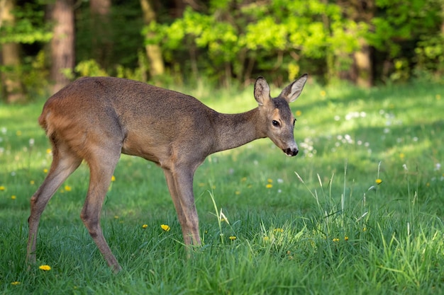 Corça Capreolus capreolus Corça selvagem na natureza