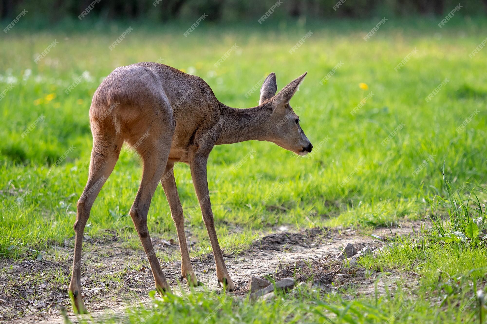 Corça capreolus capreolus corça selvagem na natureza