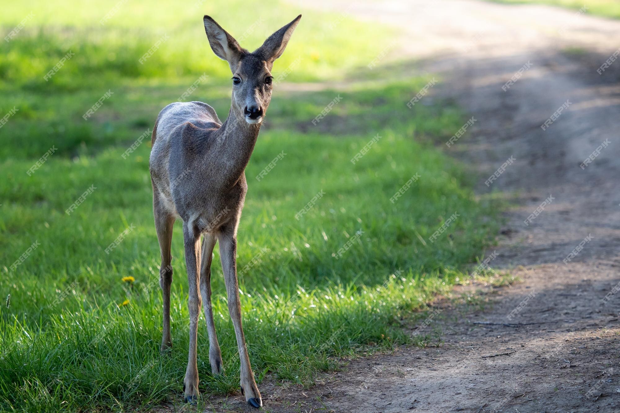 Corça capreolus capreolus corça selvagem na natureza