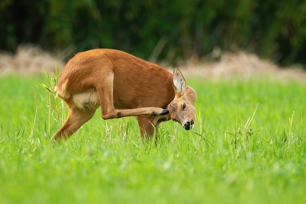 Corça coçando a cabeça no prado no verão