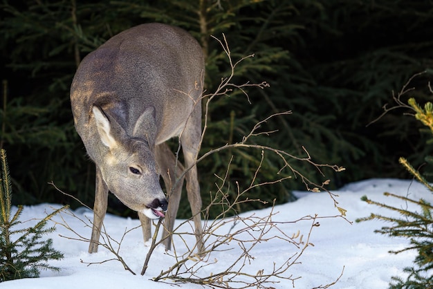 Corça na floresta capreolus capreolus corça selvagem na natureza