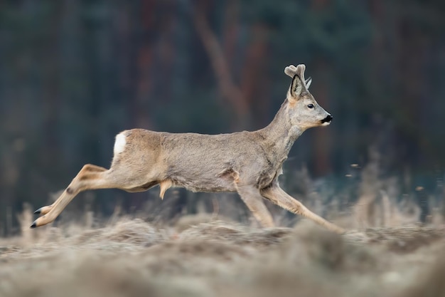 Foto corça correndo em campo seco na primavera do lado