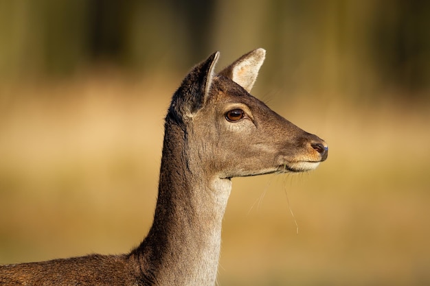 Corça de gamo olhando de lado em close-up em um prado com grama amarela