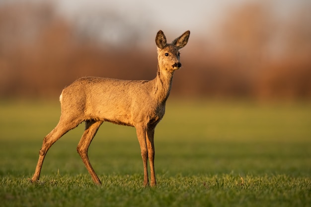 Olho da corça foto de stock. Imagem de fauna, animal - 12863518