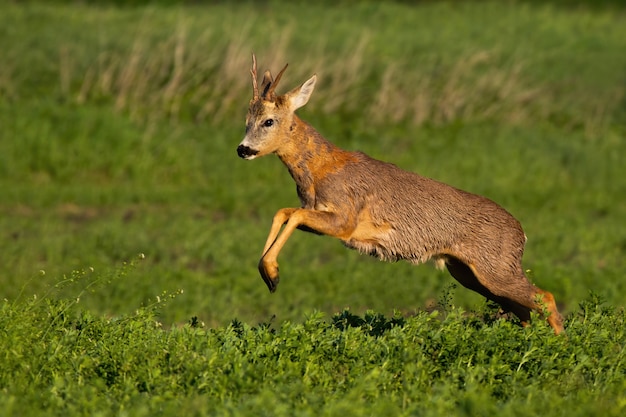 Corça, fanfarrão, perdendo pêlo e pulando enquanto corre na natureza da primavera