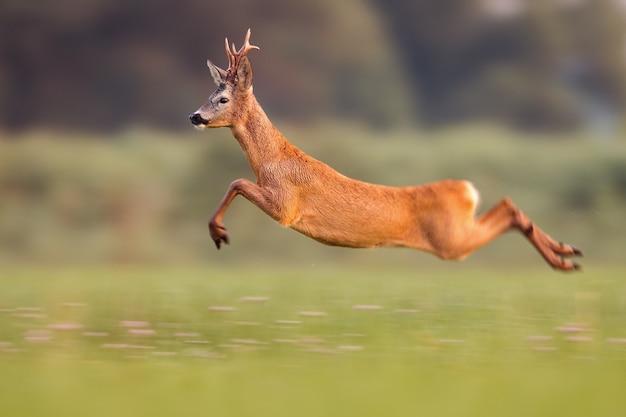 Corça, fanfarrão, pular alto, em, natureza verão, enquanto, executando, rapidamente