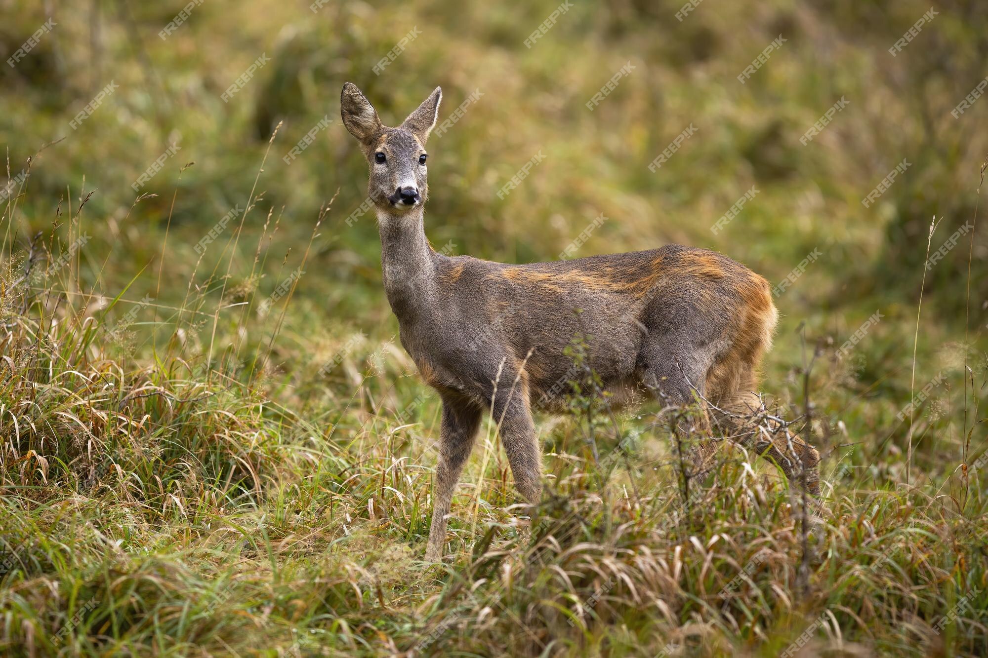 Corça de corça em pastagem na natureza da primavera