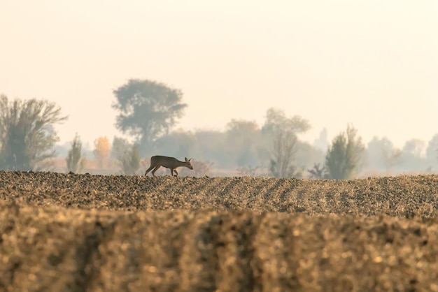 Corça Fêmea Outono Capreolus capreolus Veado Selvagem na Natureza