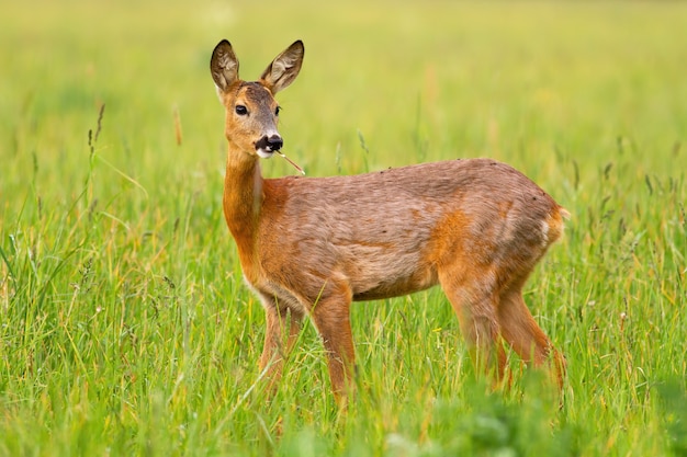 Corça de corça em pastagem na natureza da primavera