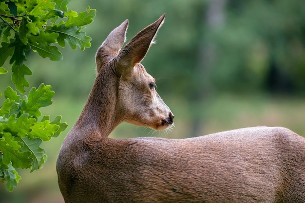 Corça na floresta Capreolus capreolus Corça selvagem na natureza