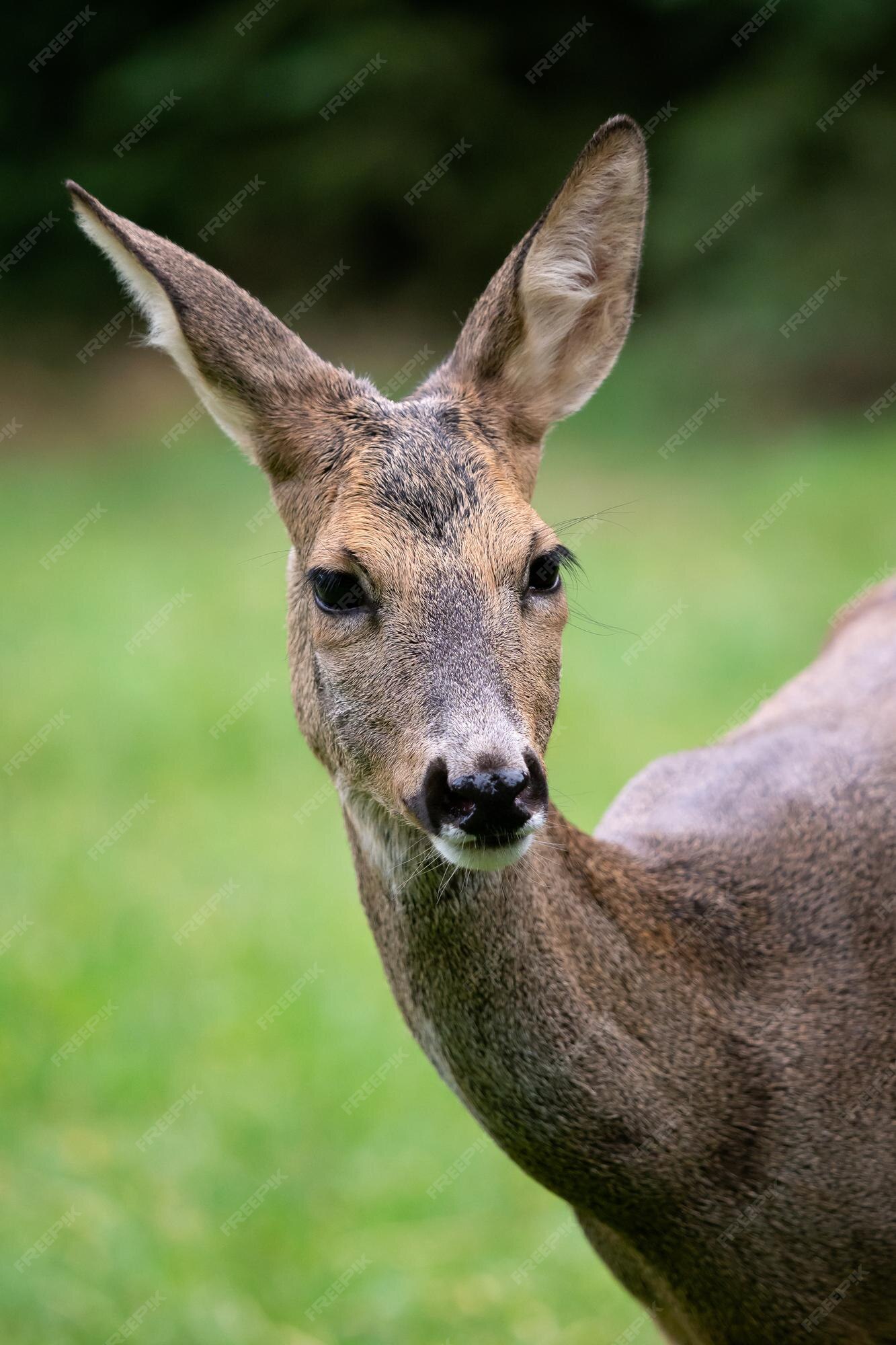 Corça na floresta capreolus capreolus corça selvagem na natureza