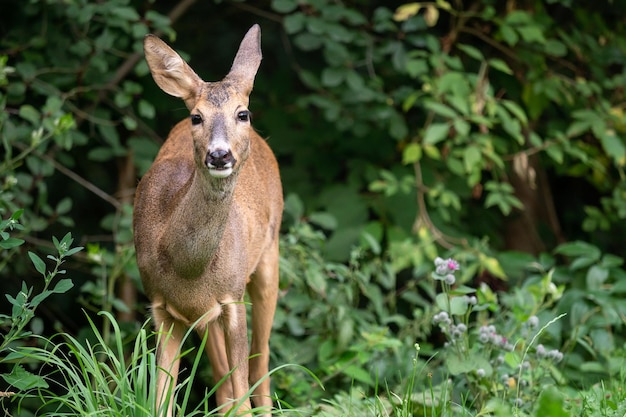 Corça na floresta capreolus capreolus corça selvagem na natureza