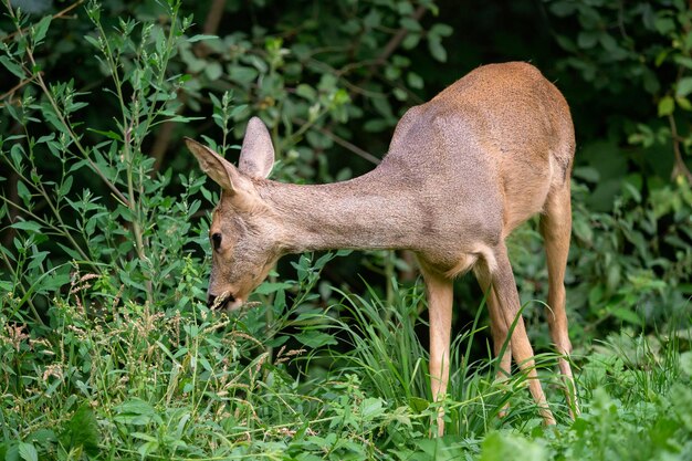 Corça na floresta capreolus capreolus corça selvagem na natureza