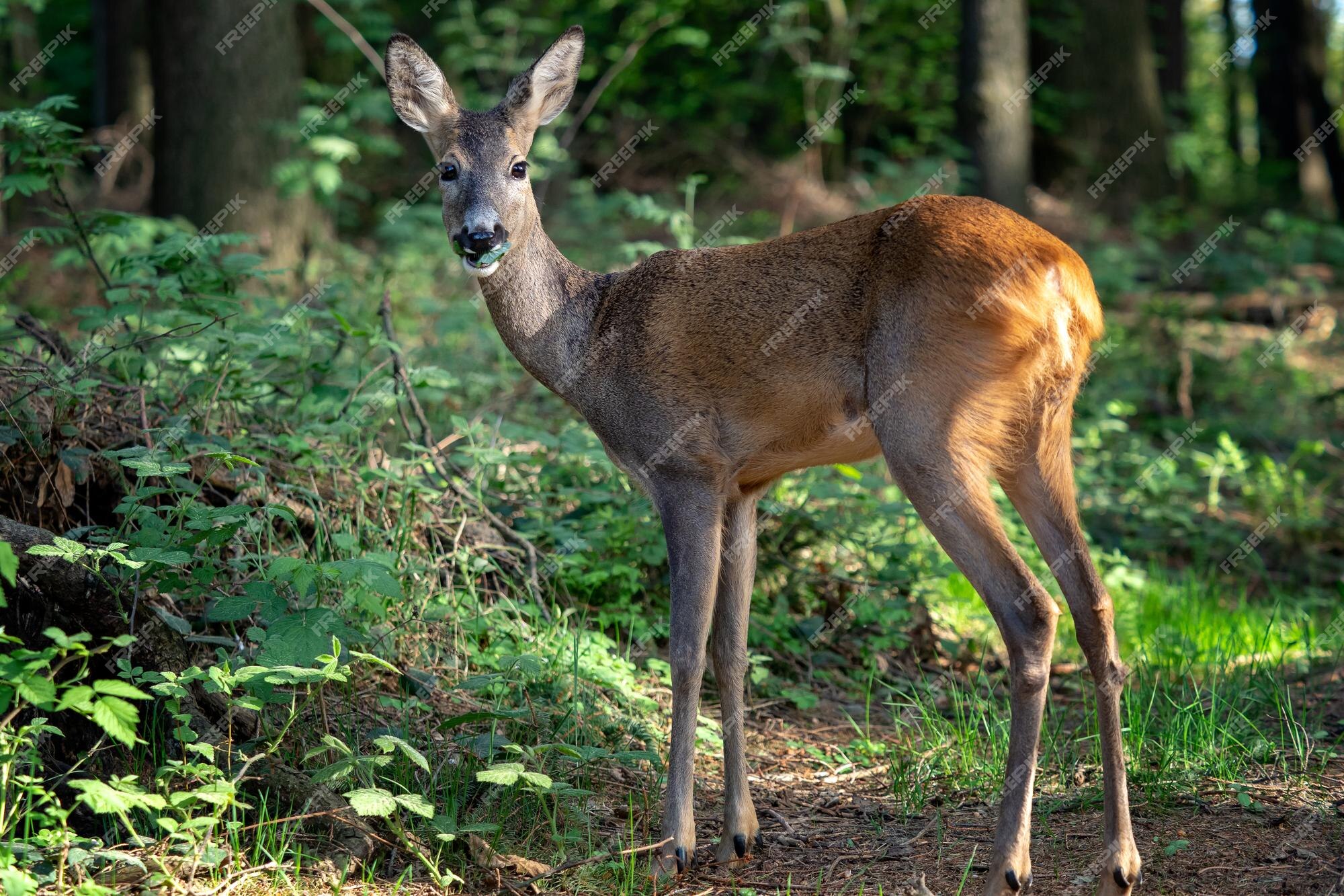 Corça capreolus capreolus corça selvagem na natureza