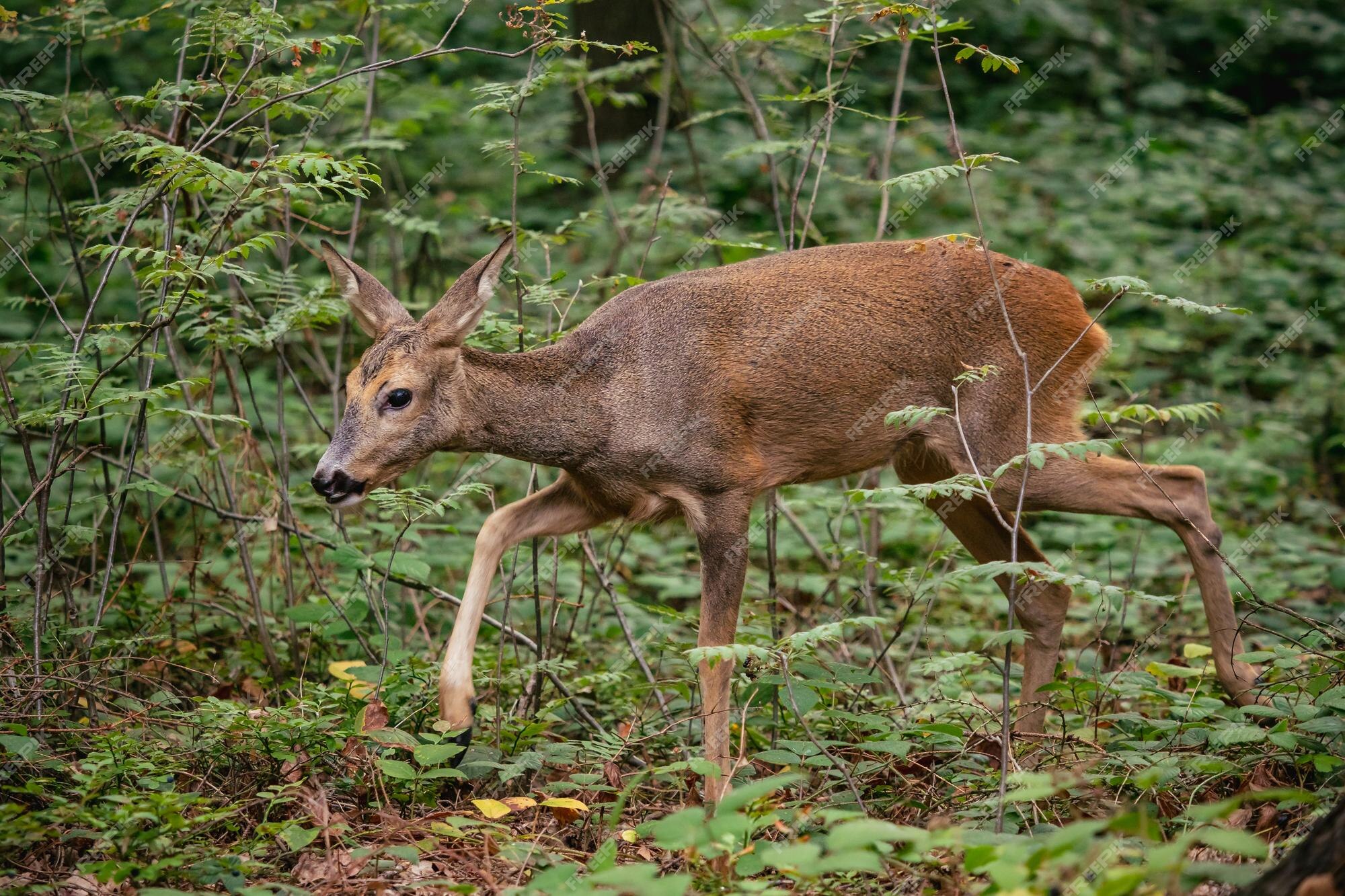 Corça na floresta capreolus capreolus corça selvagem na natureza