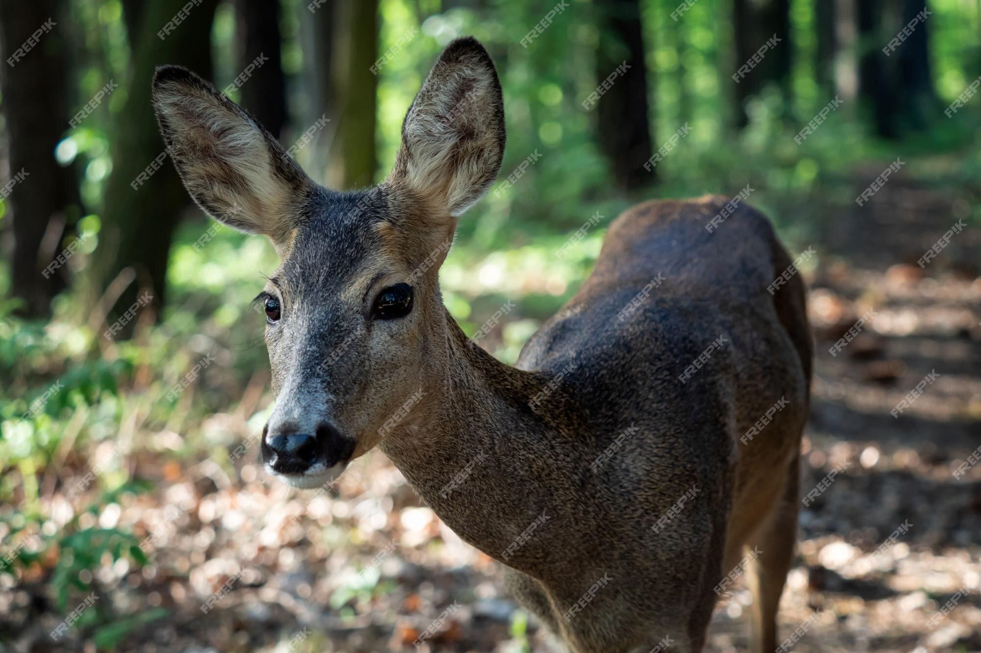 Corça capreolus capreolus corça selvagem na natureza