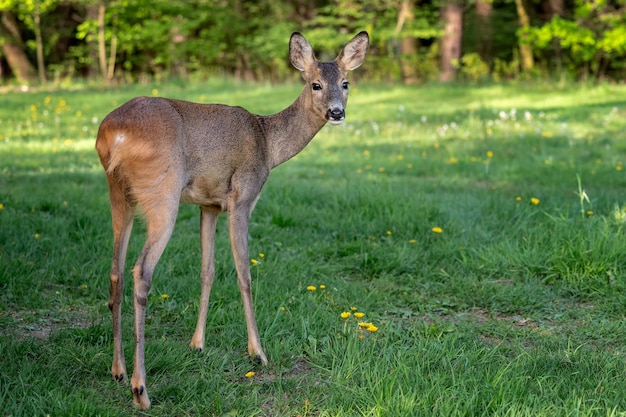 Corça na floresta Capreolus capreolus Corça selvagem na natureza