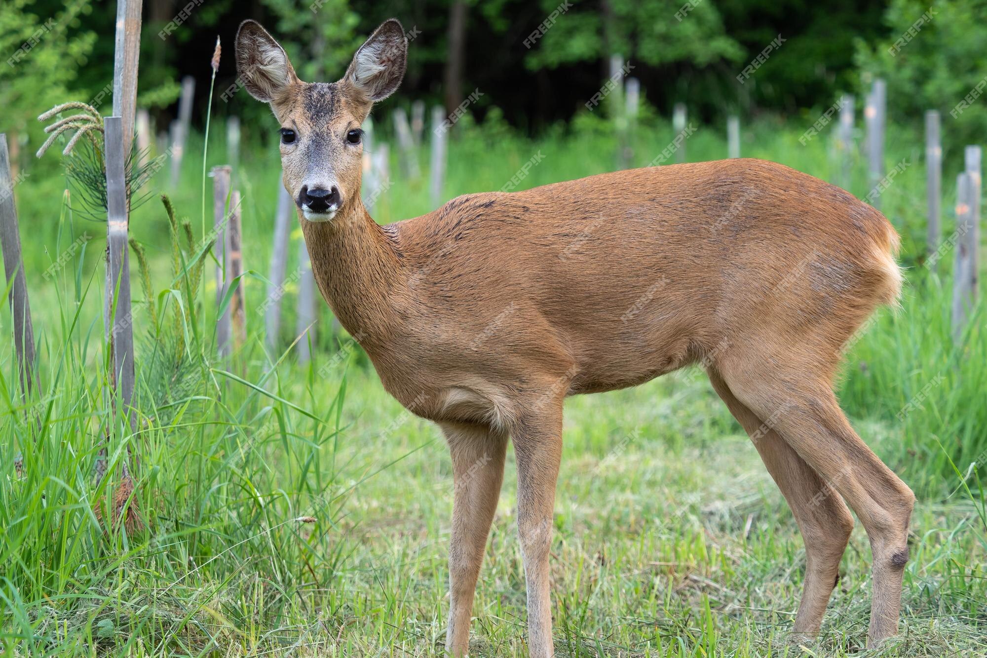 Corça capreolus capreolus corça selvagem na natureza