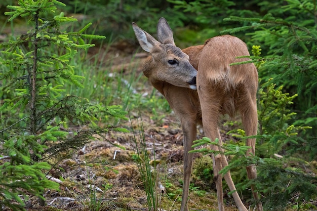 Corça na floresta Capreolus capreolus Corça selvagem na natureza