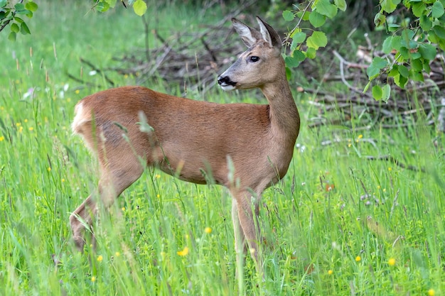 Corça na floresta capreolus capreolus corça selvagem na natureza