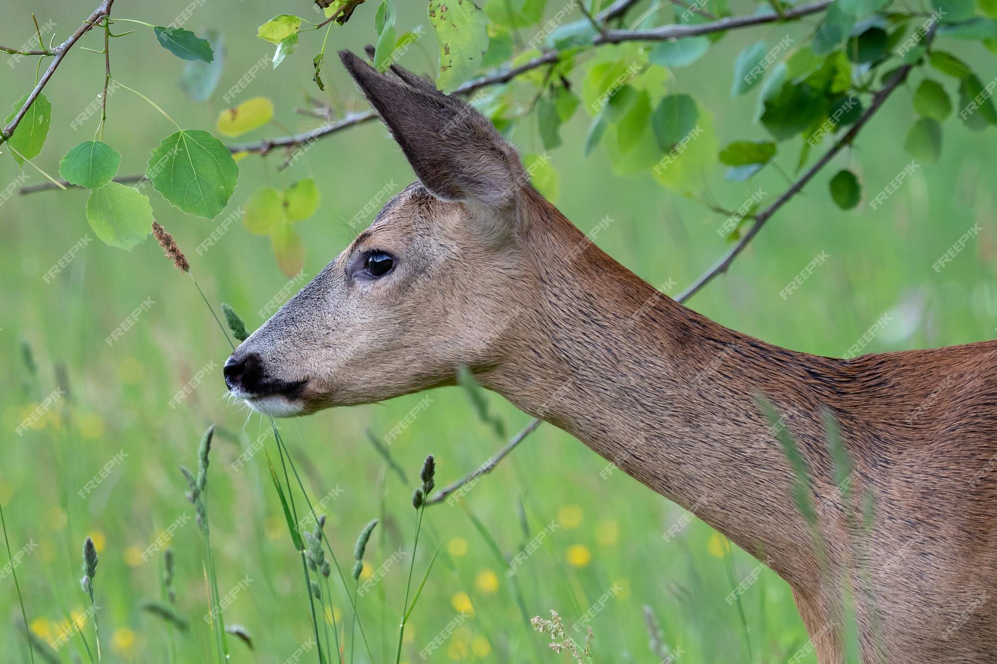 Corça na floresta capreolus capreolus corça selvagem na natureza