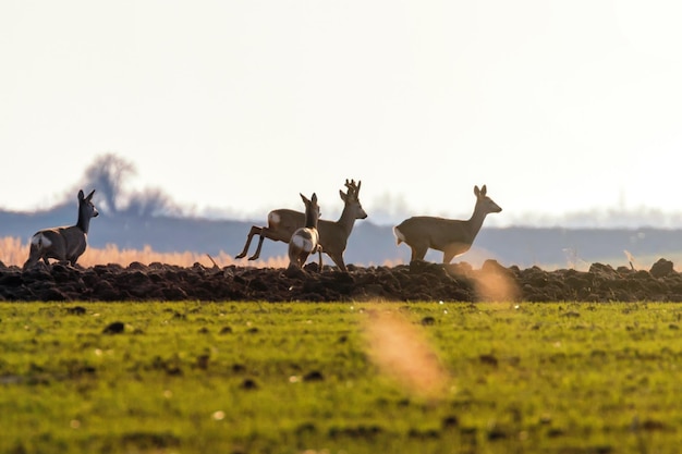 Corça selvagem em um campo de primavera