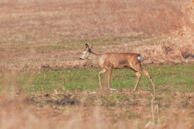 Corça selvagem em um campo de primavera