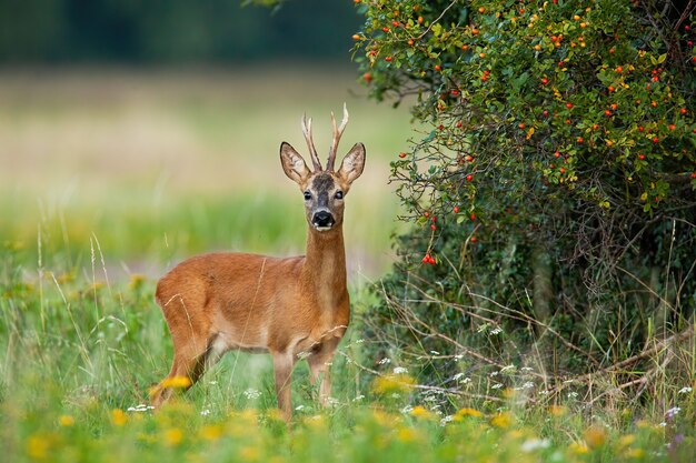 Corça volta em pé no seu território