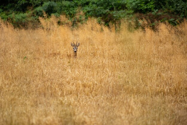 Corço na natureza mágica, bela vida selvagem europeia, animal selvagem no habitat natural