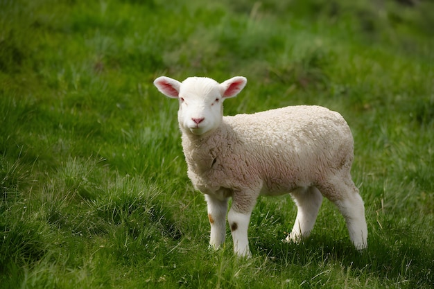 Cordeiro lanoso desfrutando de um prado verde e exuberante em um cenário pastoral