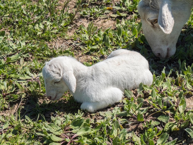 Cordeiro recém-nascido com sua mãe em um prado