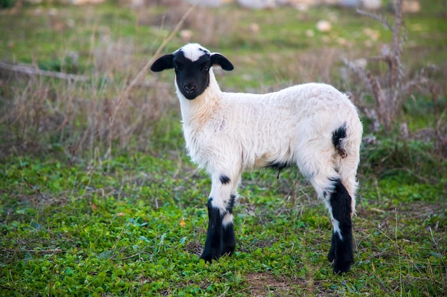 Cordeiros de bebê pastando no pasto, Torbali, Turquia