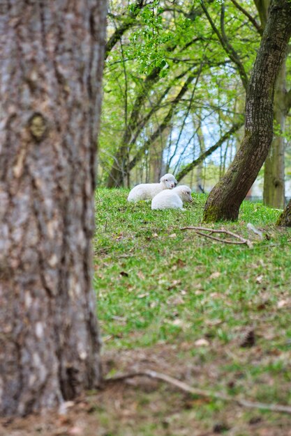 Cordeiros de Páscoa deitados entre árvores em um prado verde lã branca em um animal de fazenda