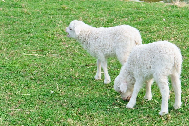 Cordeiros de Páscoa em um prado verde lã branca em um animal de fazenda em uma fazenda foto animal