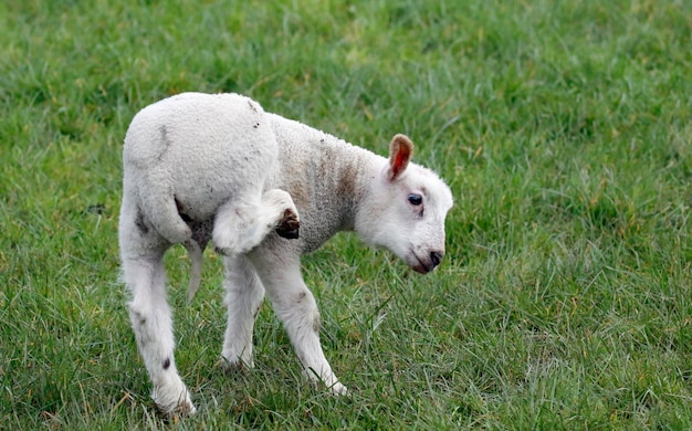 Cordeiros recém-nascidos brincando em um prado