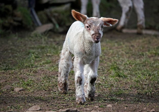 Cordeiros recém-nascidos na fazenda