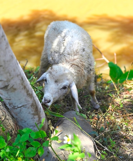 Un cordero comiendo hierba bajo la sombra de un árbol