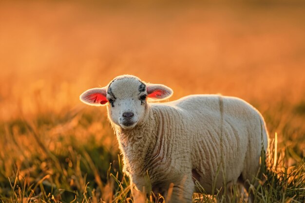 El cordero se encuentra en el campo al atardecer.