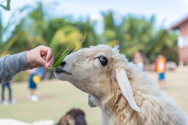 Un cordero está comiendo comida y los turistas están alimentando a los corderos en la granja.