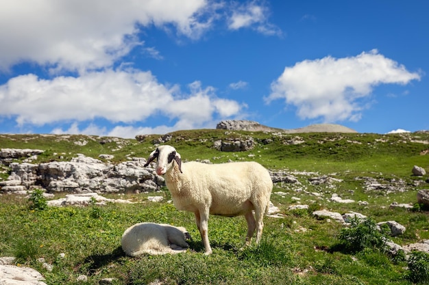 Cordero joven hermoso con su cachorro recién nacido en una pastura alta en los Alpes italianos