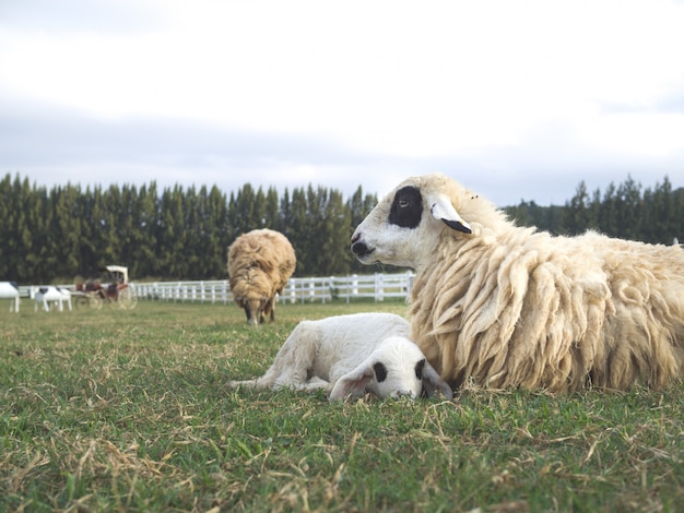 Un cordero joven lindo que pone por las ovejas de la madre en un campo del pasto de pasto