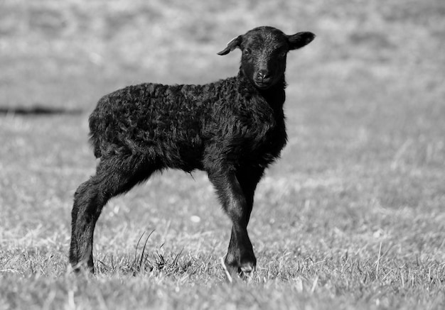 Foto cordero negro de pie en el campo