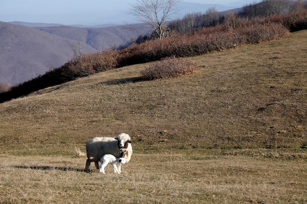 Cordero y oveja en el campo