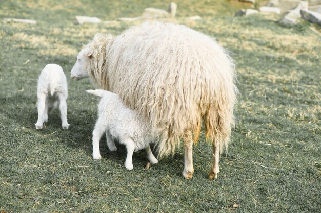 El cordero de Pascua bebe con su madre en un prado verde Bebé animal de granja en una granja