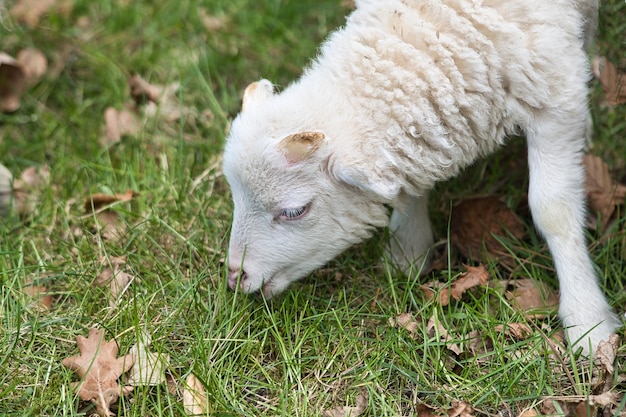 Cordero de Pascua comiendo en un prado verde lana blanca en un animal de granja en una granja Animal