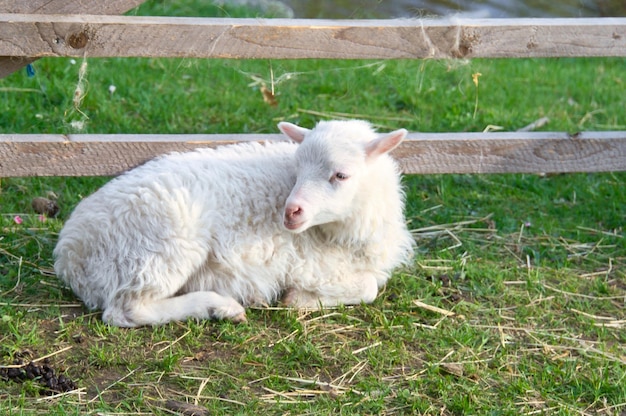 Foto cordero de pascua tendido en un prado verde lana blanca en un animal de granja en una granja animal